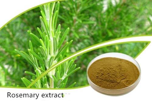 Rosemary extract