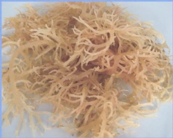 Good quality and fast supply ability refined Kappa carrageenan with particle size 200 mesh for E standard China